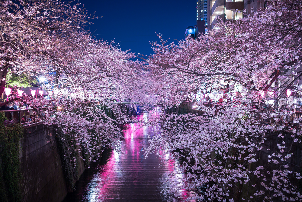 目黒川の桜の撮影ポイントとか夜桜がライトアップされる場所とか – ホペイロブログ