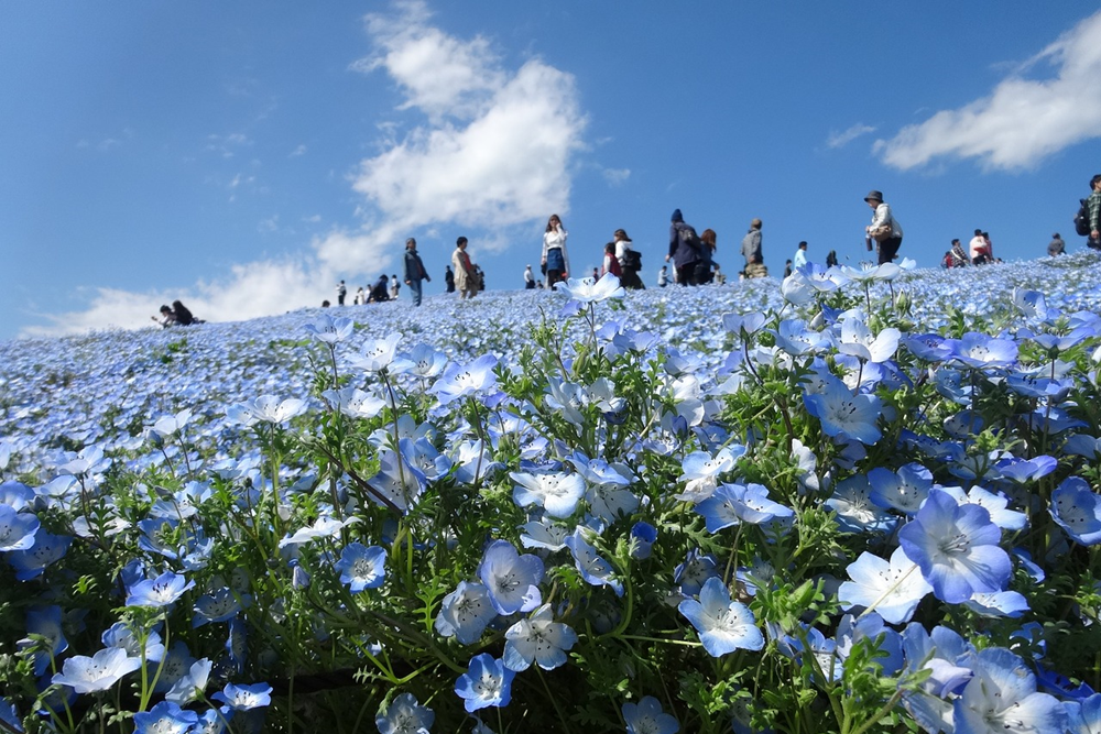 ひたち海浜公園 駐車場の混雑状況とか渋滞を回避する方法とか ホペイロブログ